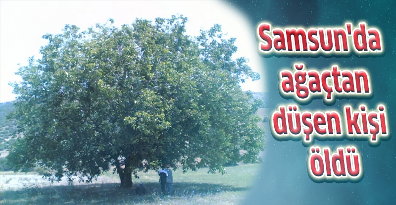 Samsun'da ağaçtan düşen kişi öldü