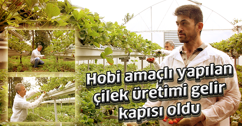 Hobi amaçlı yapılan çilek üretimi gelir kapısı oldu
