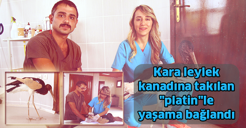 Kara leylek kanadına takılan "platin"le yaşama bağlandı