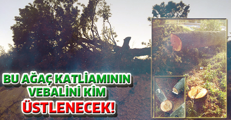BU AĞAÇ KATLİAMININ VEBALİNİ KİM ÜSTLENECEK!