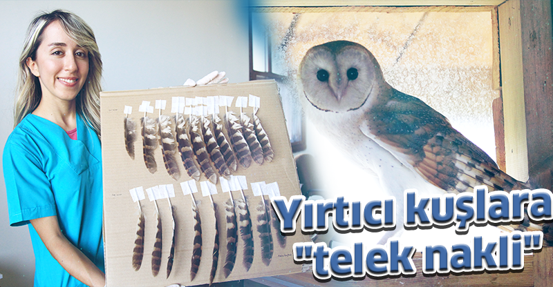 Yırtıcı kuşlara "telek nakli"