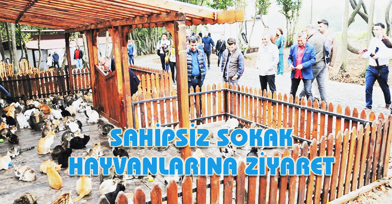 SAHİPSİZ SOKAK HAYVANLARINA ZİYARET