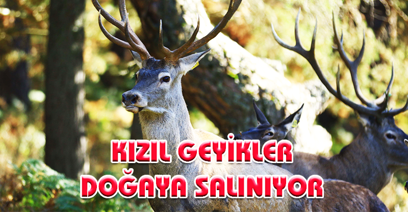 Kızıl Geyikler Doğaya Salınıyor