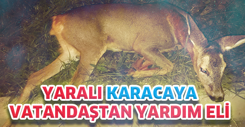 YARALI KARACAYA VATANDAŞTAN YARDIM ELİ