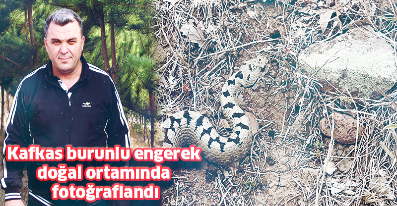 Kafkas burunlu engerek doğal ortamında fotoğraflandı