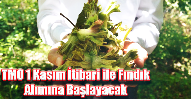 TMO 1 Kasım İtibari ile Fındık Alımına Başlayacak