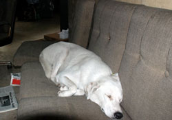 Köpeklerin koltuk keyfi