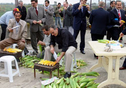 Mısır şenliği kutlandı