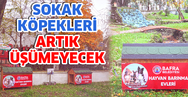 SOKAK KÖPEKLERİ ARTIK ÜŞÜMEYECEK