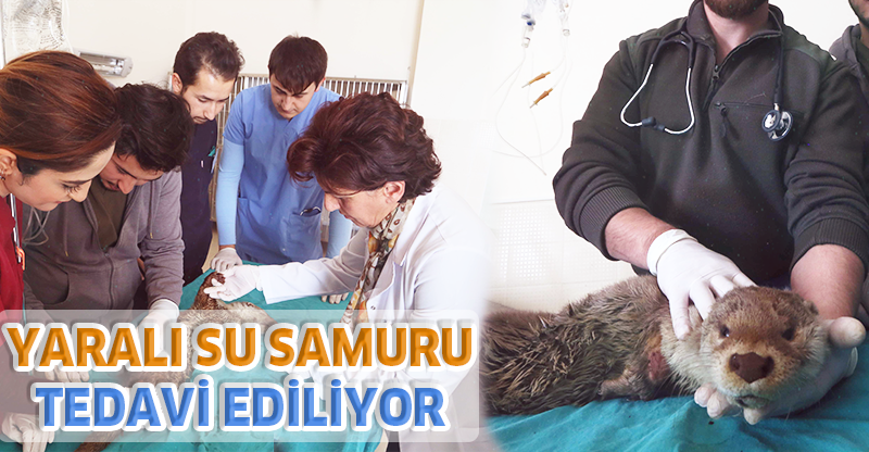Yaralı Su Samuru Tedavi Ediliyor