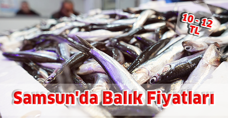 Samsun'da Balık Fiyatları