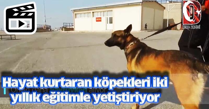 Hayat kurtaran köpekleri iki yıllık eğitimle yetiştiriyor