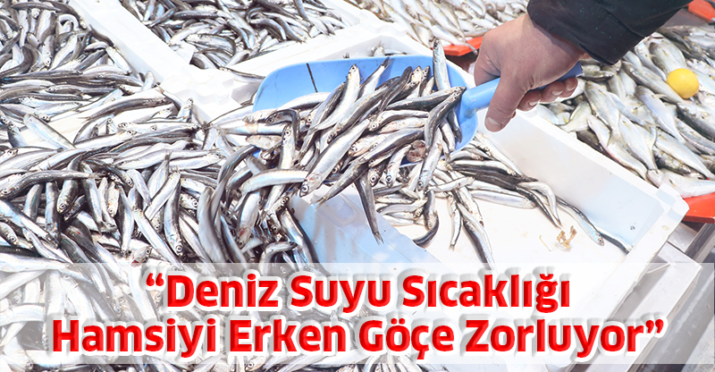 “Deniz Suyu Sıcaklığı Hamsiyi Erken Göçe Zorluyor”