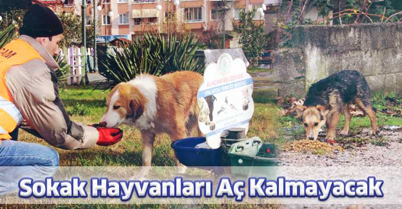 Sokak Hayvanları Aç Kalmayacak