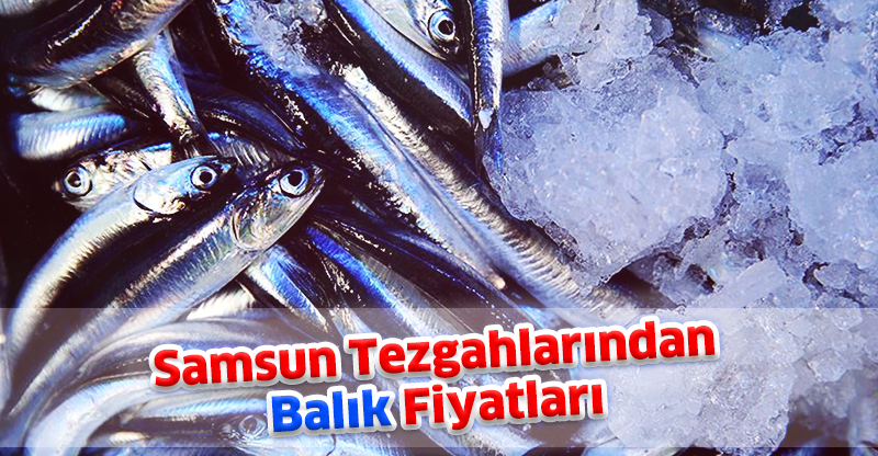 Samsun Tezgahlarından Balık Fiyatları