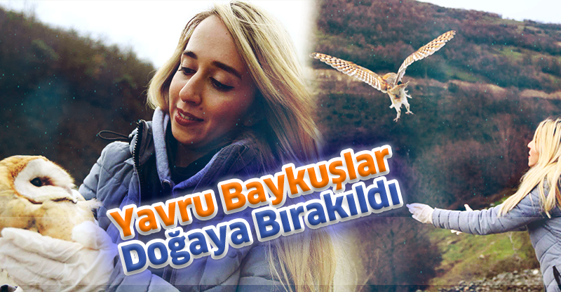 Yavru Baykuşlar Doğaya Bırakıldı