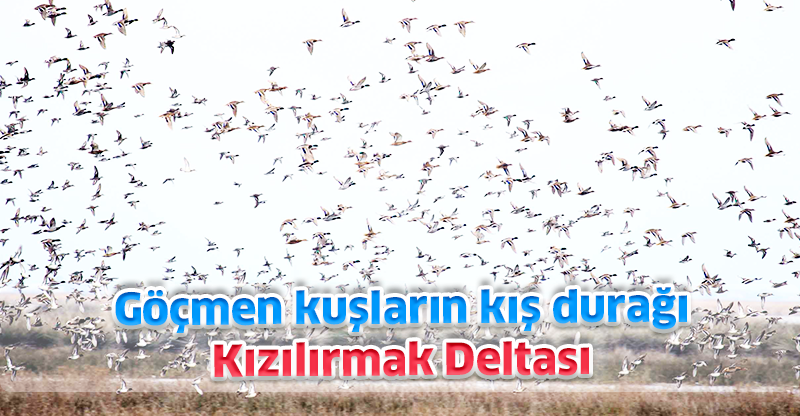 Göçmen kuşların kış durağı Kızılırmak Deltası