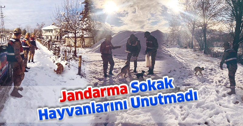 Jandarma Sokak Hayvanlarını Unutmadı