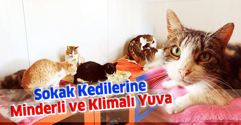 Sokak Kedilerine Minderli ve Klimalı Yuva