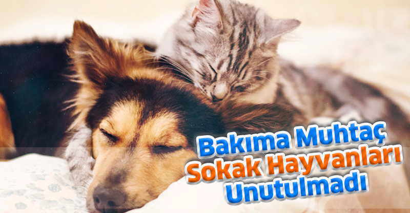 Bakıma Muhtaç Sokak Hayvanları Unutulmadı