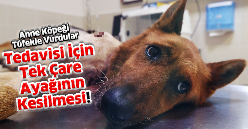 Tedavisi İçin Tek Çare Ayağının Kesilmesi!