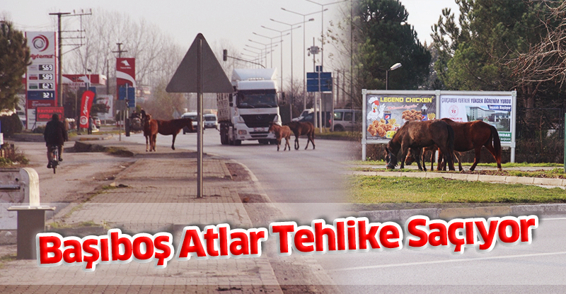 Başıboş Atlar Tehlike Saçıyor