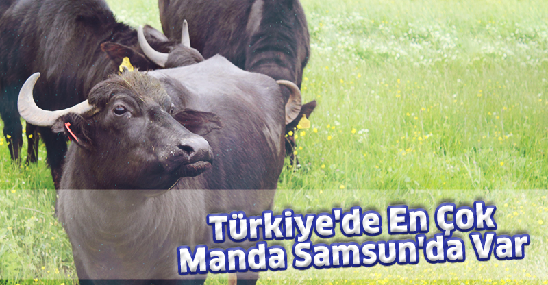 Türkiye'de En Çok Manda Samsun'da Var