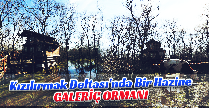 Kızılırmak Deltası'nda Bir Hazine: Galeriç Ormanı