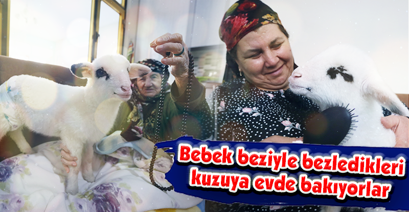 Bebek beziyle bezledikleri kuzuya evde bakıyorlar