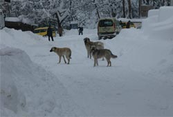 Köpekler yiyecek peşinde