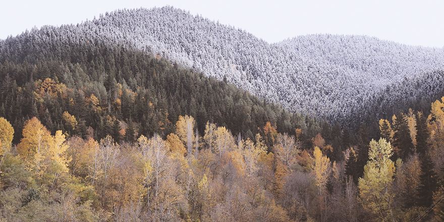 150 MİLYON AVROLUK 'ORMANCILIK' ANLAŞMASI