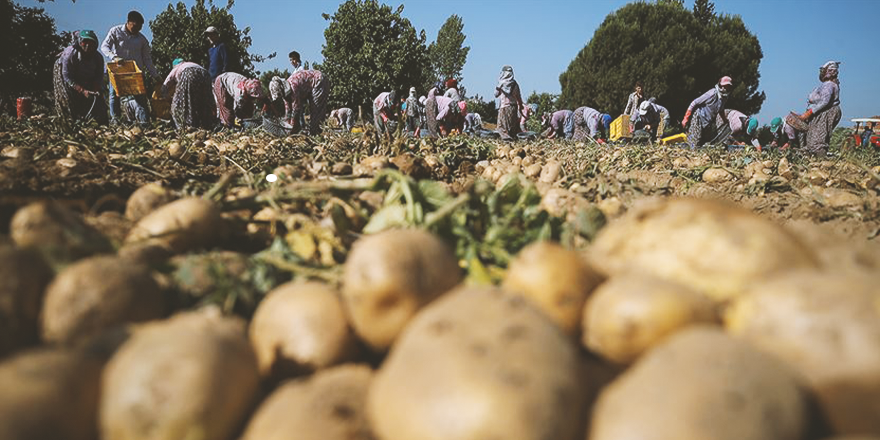 'TÜRKİYE PATATES ÜRETİMİNDE İLK 10 İÇERİSİNDE'