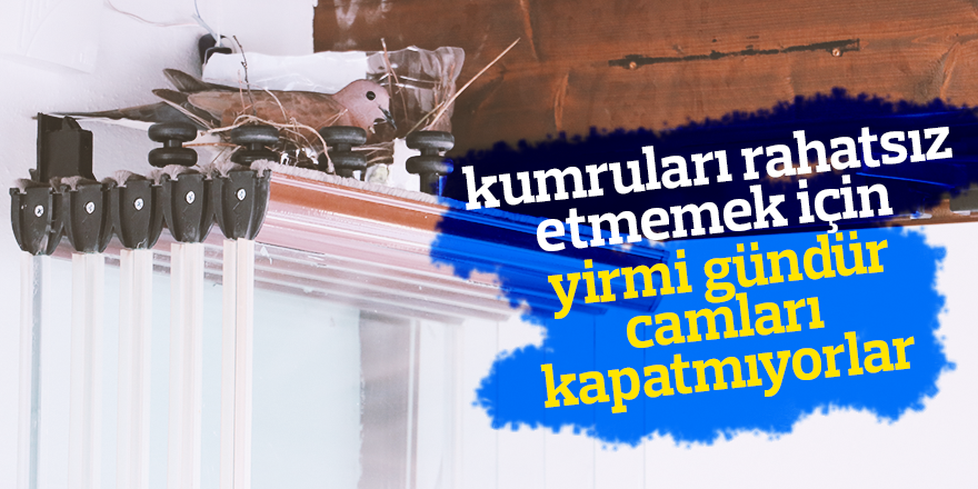 KUMRULARI BALKONLARINDA MİSAFİR EDİYORLAR