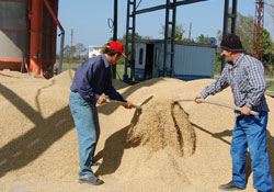 Randıman yüksek, fiyat düşük