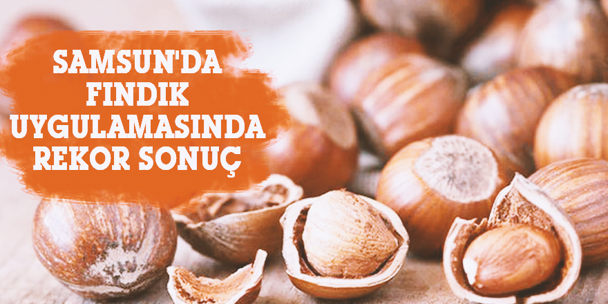 SAMSUN'DA FINDIK UYGULAMASINDA REKOR SONUC