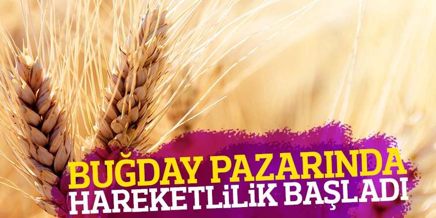 BUĞDAY PAZARINDA HAREKETLİLİK BAŞLADI