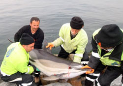 Karadeniz yunus mezarlığı