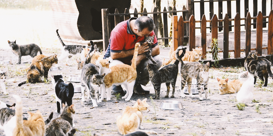 KEDİ KASABASI ÖRNEK OLUYOR