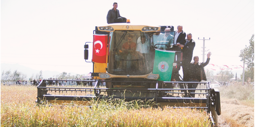 ÇELTİK HASADI BAŞLADI