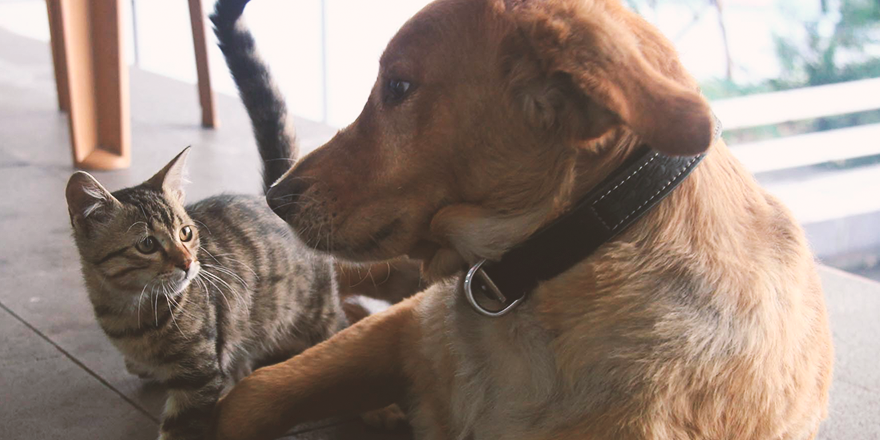 TERK EDİLEN KEDİYİ 'TARÇIN' SAHİP ÇIKTI