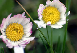 Büyükşehir 350 bin çiçek dikti