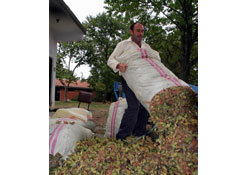 TMO'nun fındık alımı