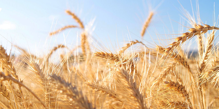 TARIM VE GIDA SEKTÖRÜNE 'KAYIT DIŞI' TAKİBİ