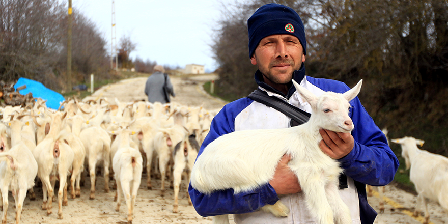 SAANEN KEÇİSİNE YATIRIM PARA KAZANDIRDI