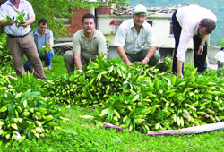 Ordu'da lilium üretimi tuttu