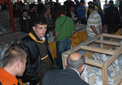 Güvercin podyuma çıktı