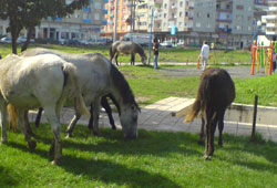 Yılkı atların kent macerası
