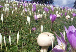 Güz çiçekleri açtı