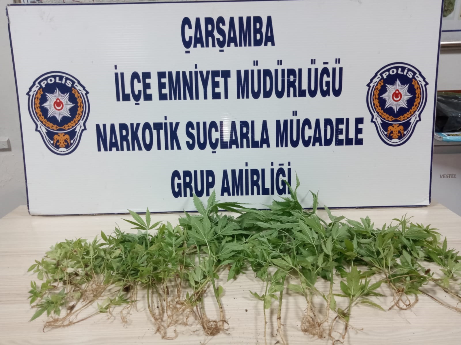 ÇARŞAMBA'DA 69 KÖK KENEVİR ELE GEÇİRİLDİ