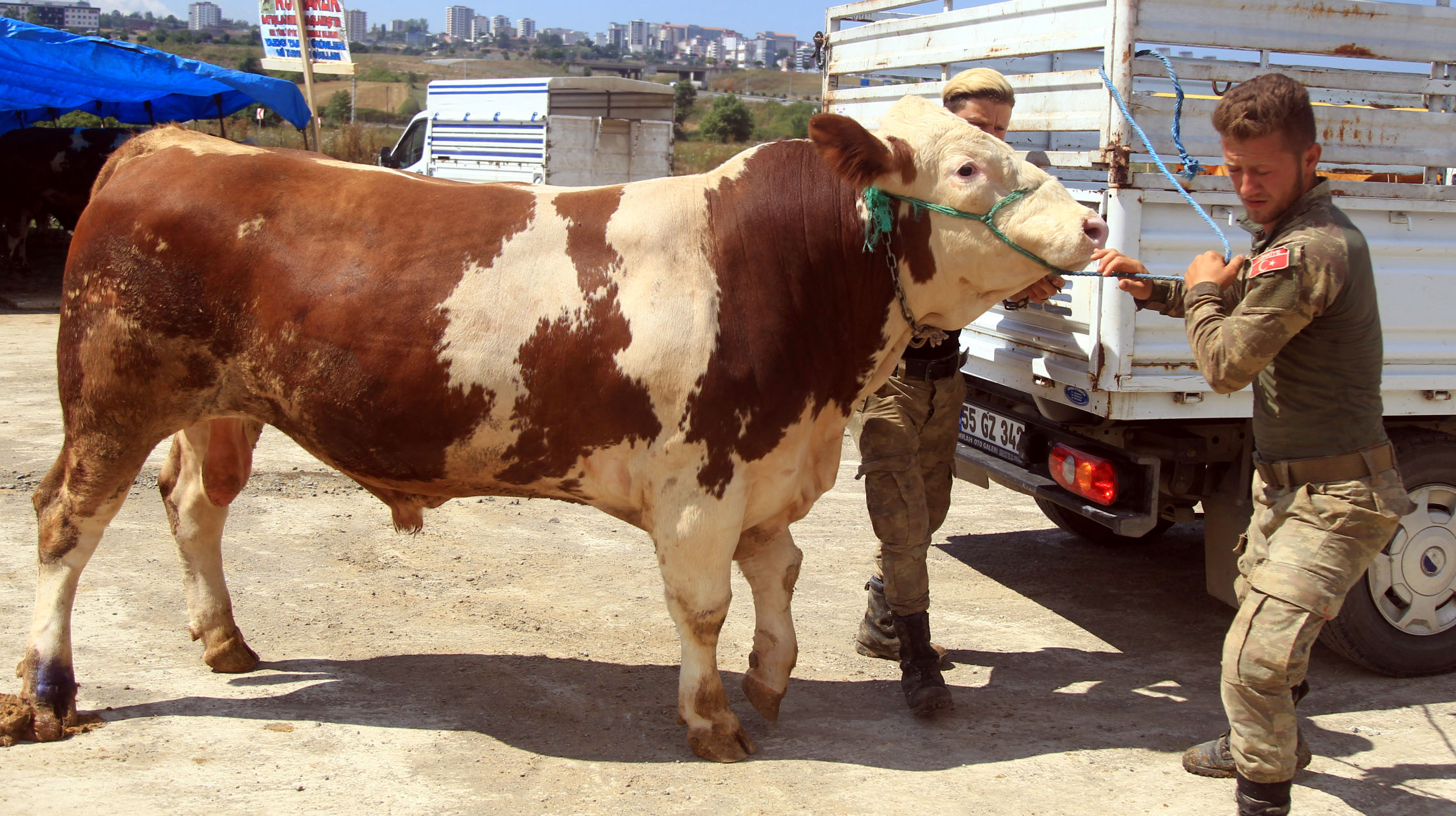 'ŞAMPİYON' 22 BİN 500 LİRAYA ALICI BULDU